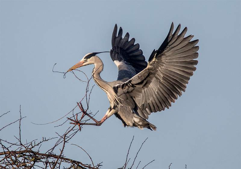Heron with Nesting Material - Roger Hance.jpg